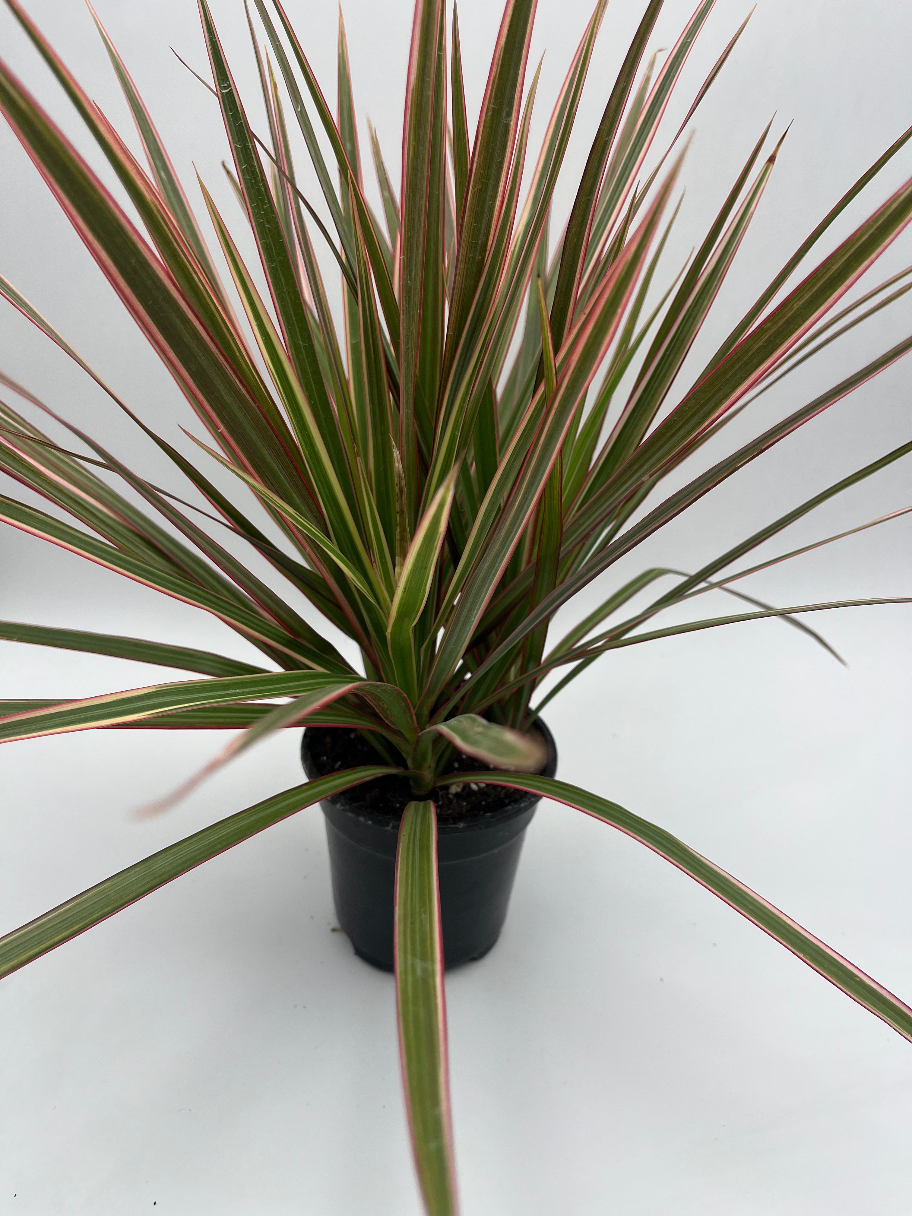 Dracaena Marginata