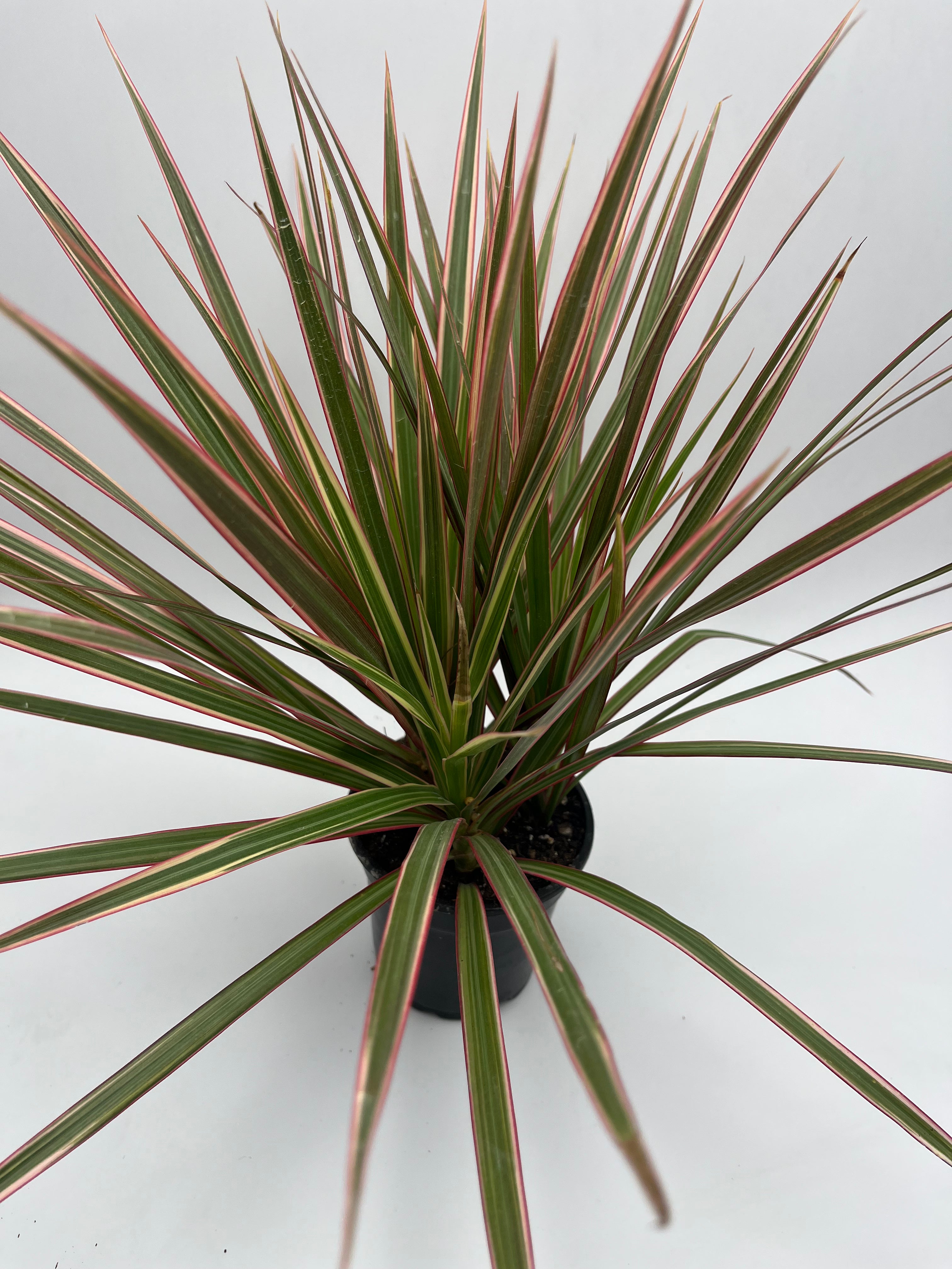 Dracaena Marginata