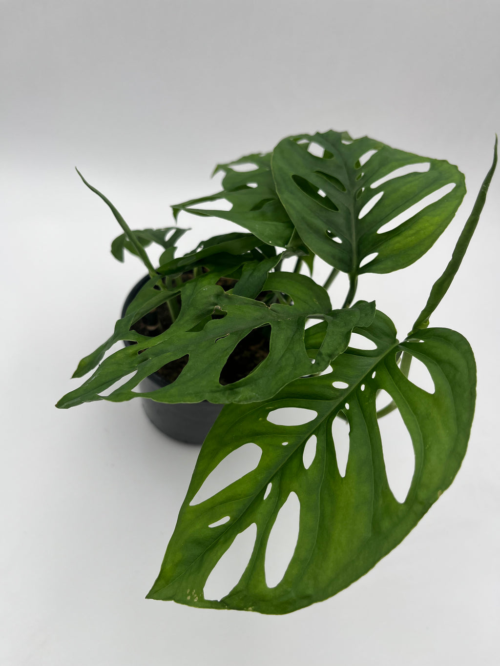 Monstera Esqueleto