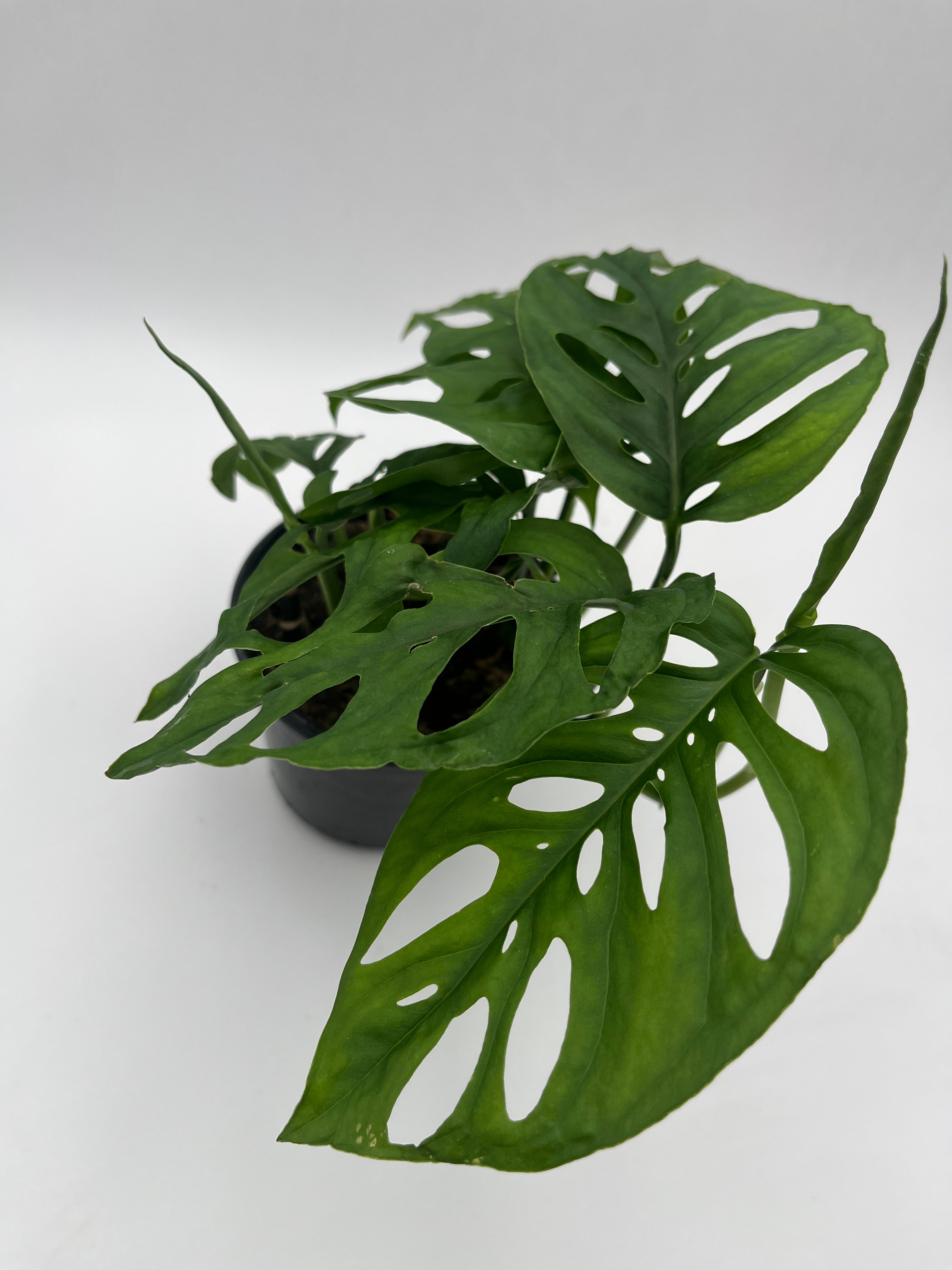 Monstera Esqueleto