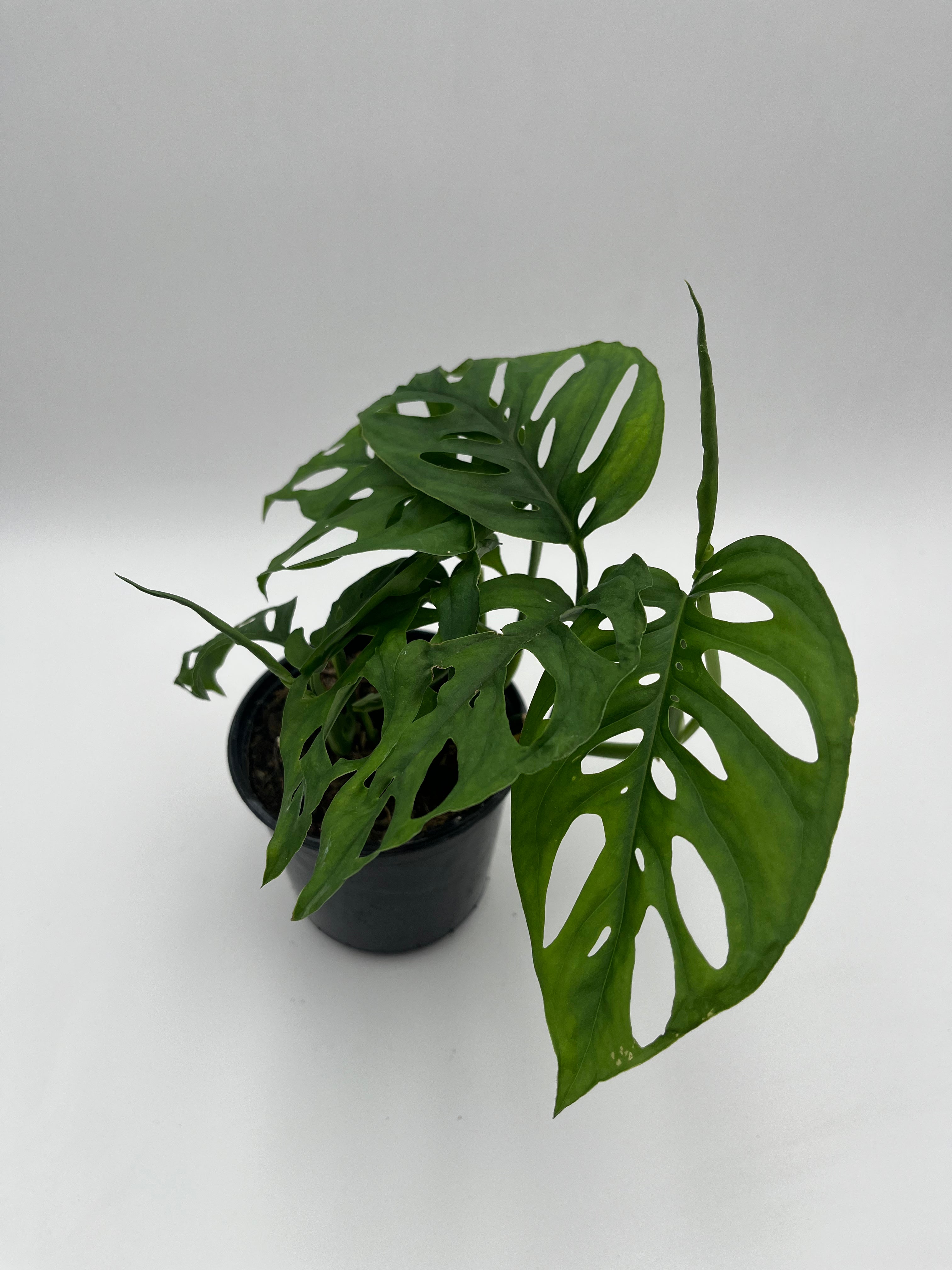 Monstera Esqueleto