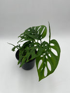Monstera Esqueleto