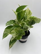 Marble Queen Pothos