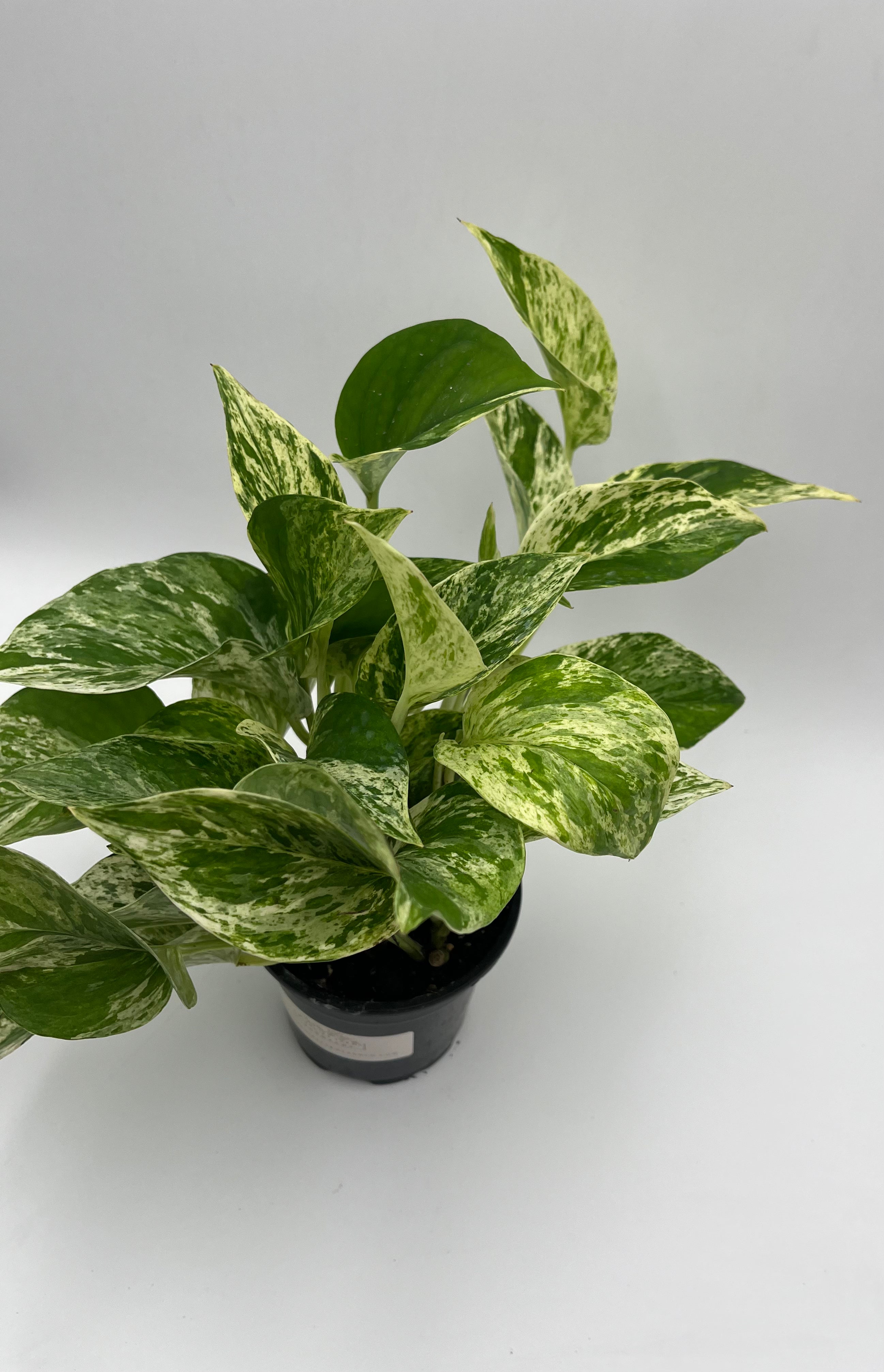 Marble Queen Pothos
